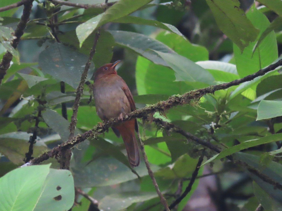 Rufous-brown Solitaire (Chestnut-throated) - ML621579205