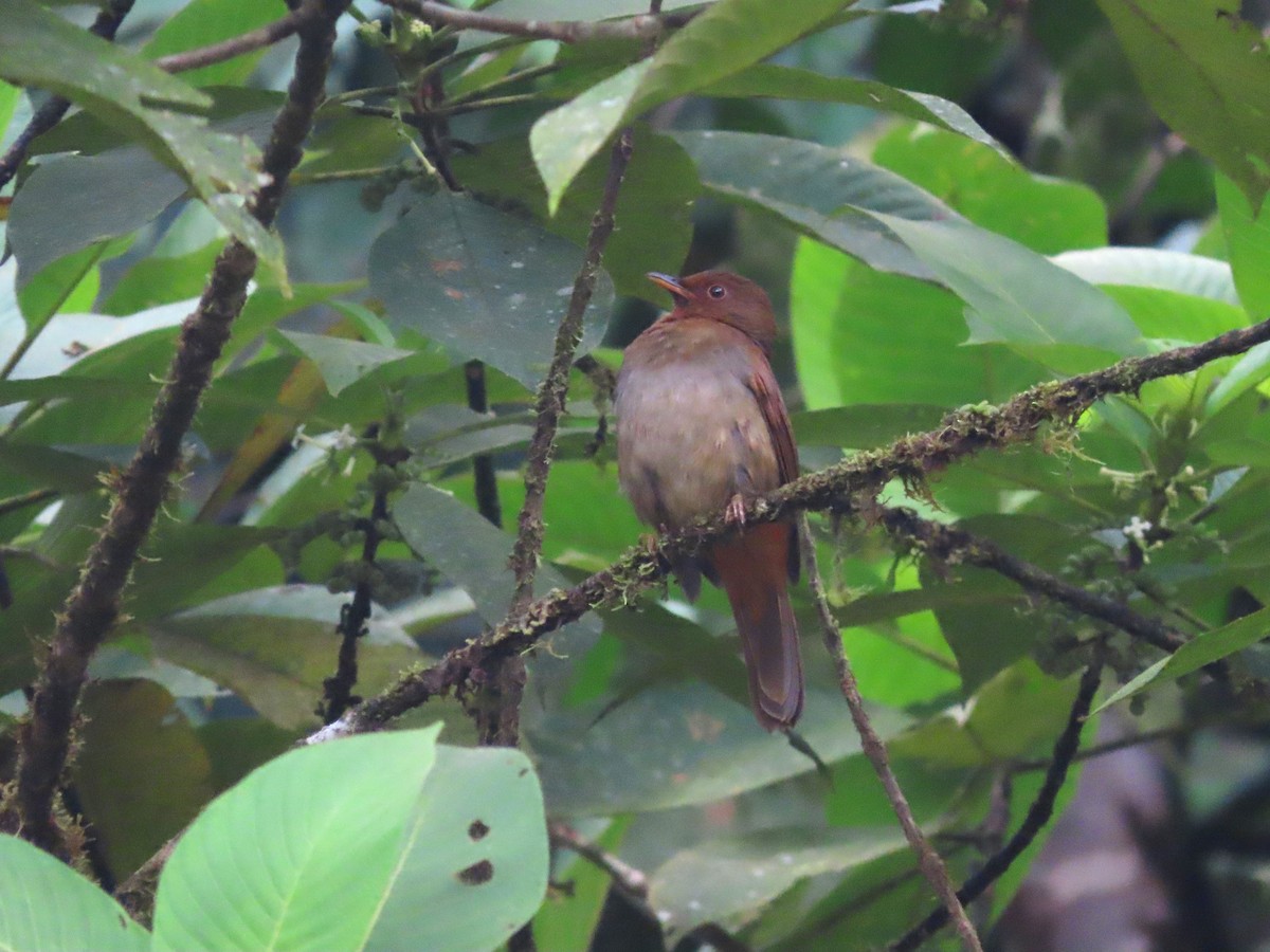 Rufous-brown Solitaire (Chestnut-throated) - ML621579206