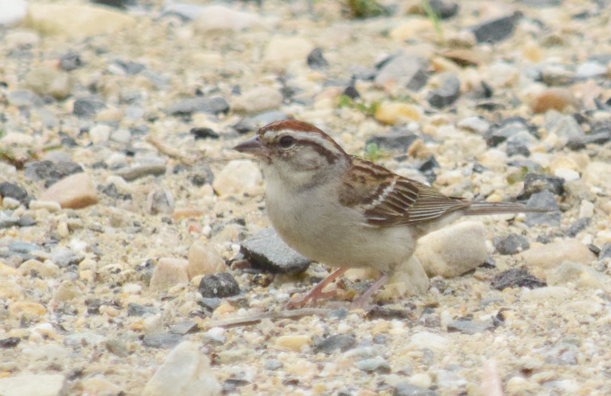 Chipping Sparrow - ML621579210