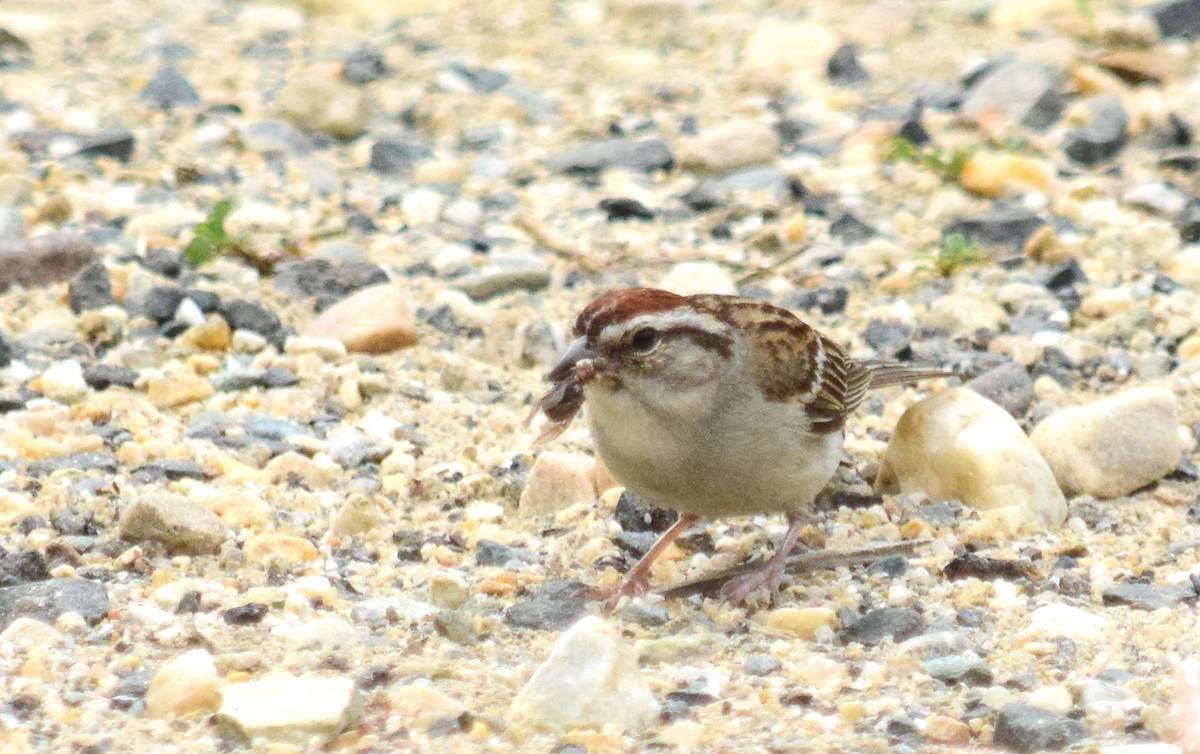Chipping Sparrow - ML621579211