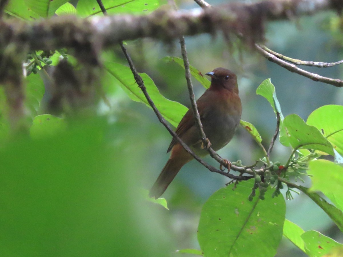 Rufous-brown Solitaire (Chestnut-throated) - ML621579213