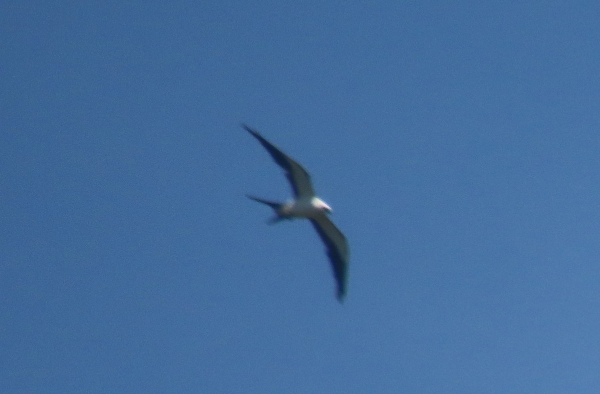 Swallow-tailed Kite - ML621579215