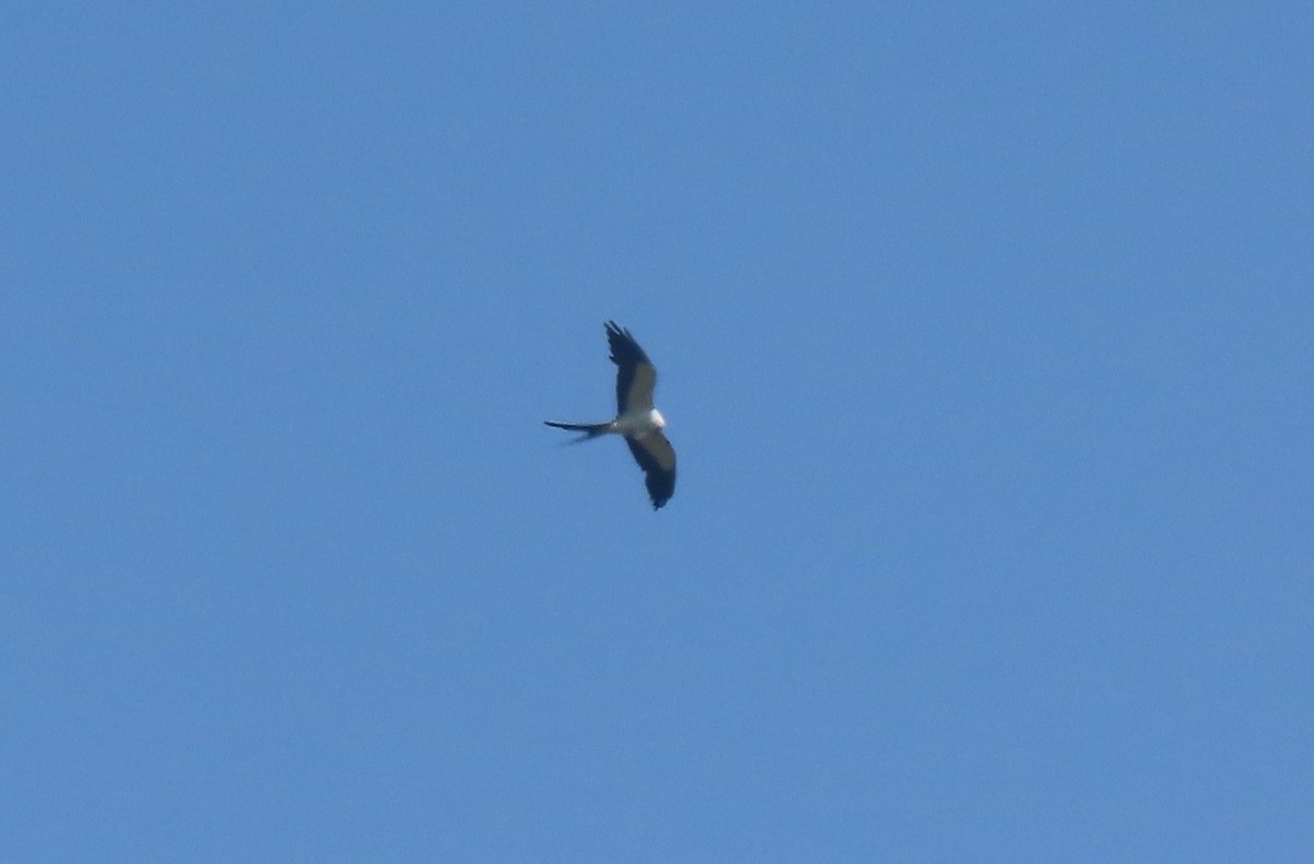 Swallow-tailed Kite - ML621579222