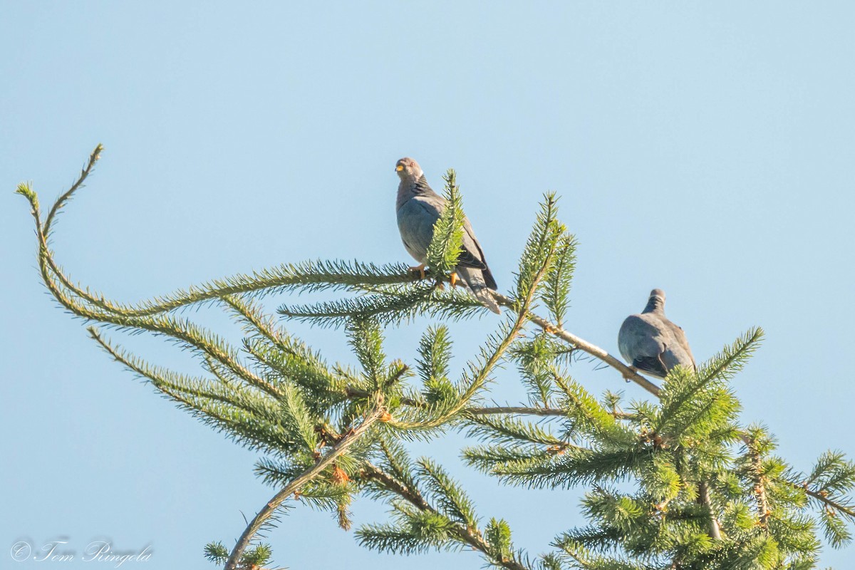 Band-tailed Pigeon - ML621579231