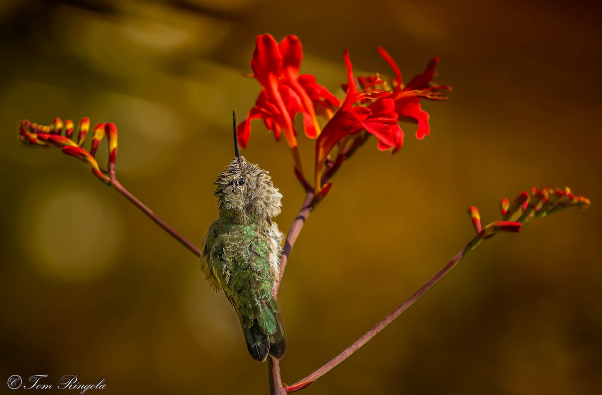 Anna's Hummingbird - ML621579251