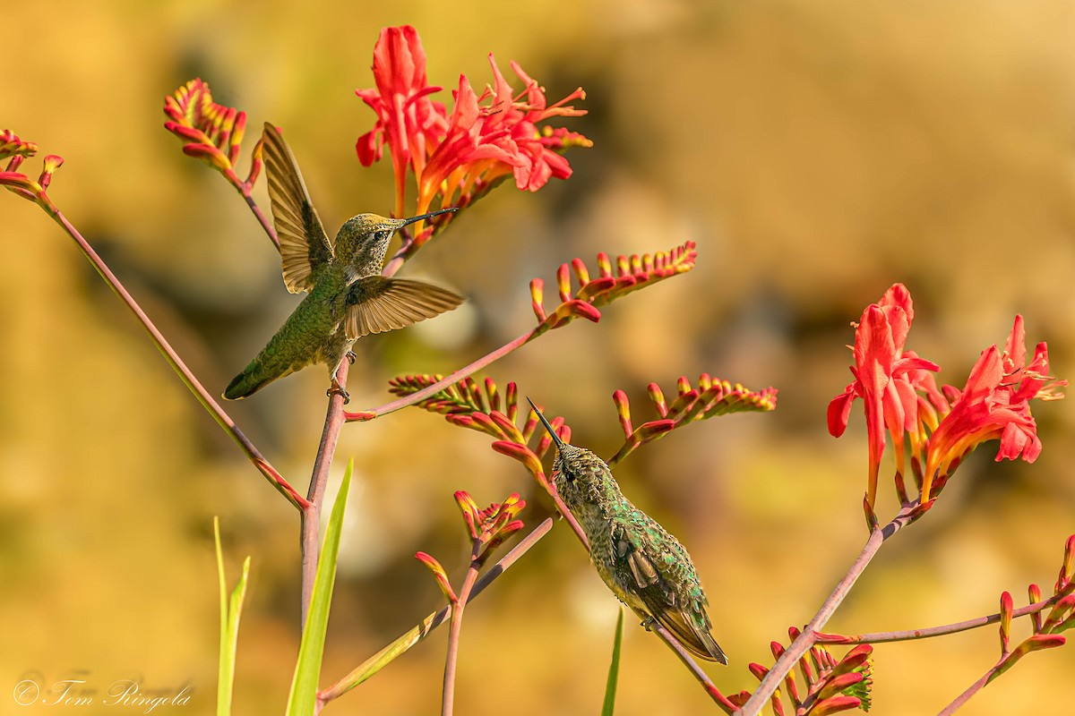 Anna's Hummingbird - ML621579252
