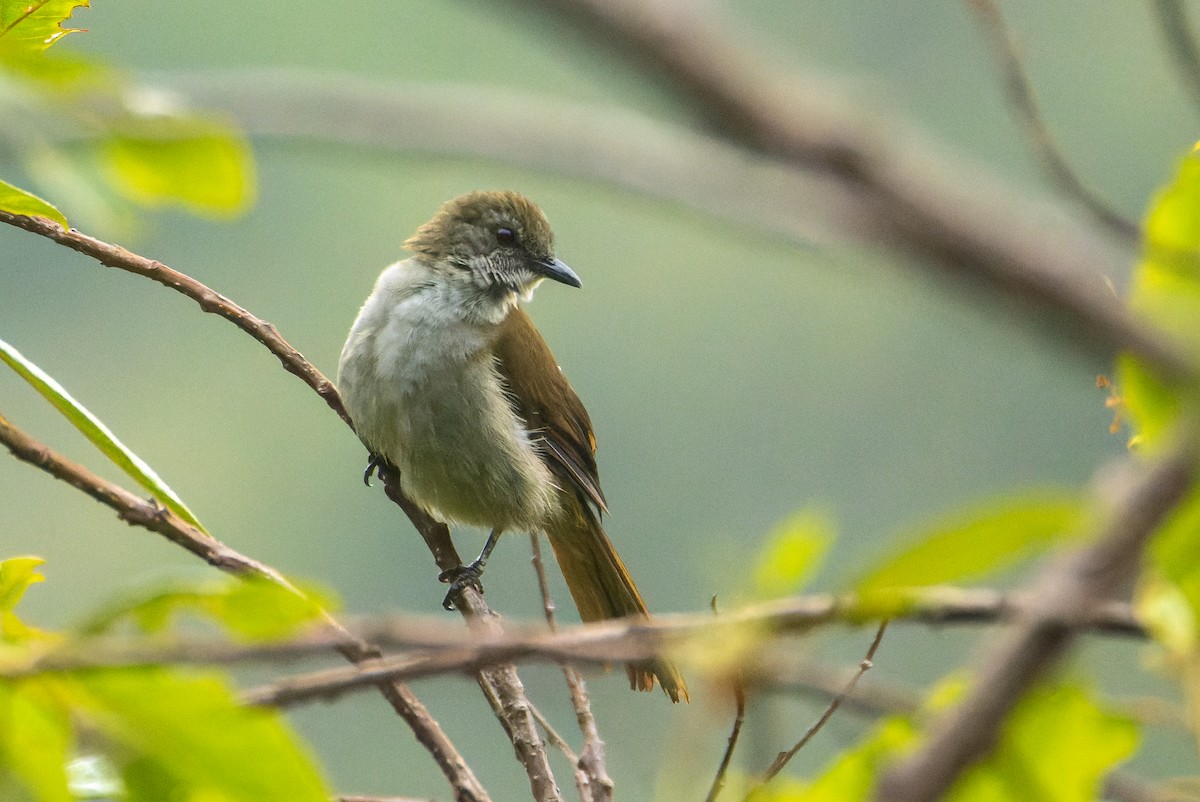 Slender-billed Greenbul - ML621579256