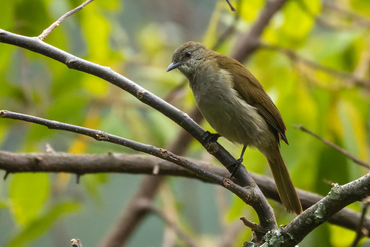 Slender-billed Greenbul - ML621579257