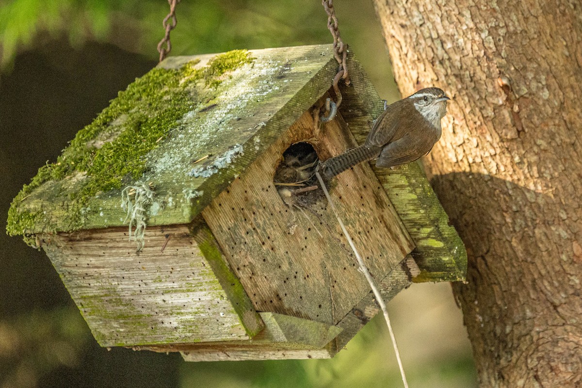 Bewick's Wren - ML621579304