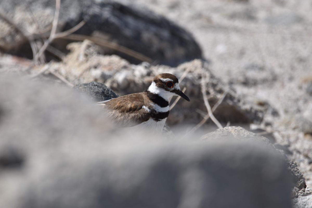 Killdeer - ML621579311