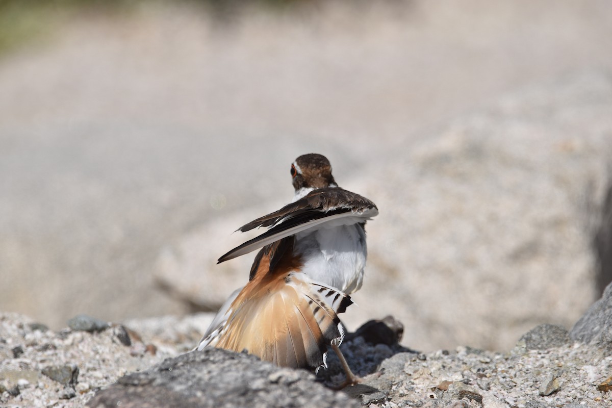 Killdeer - ML621579312