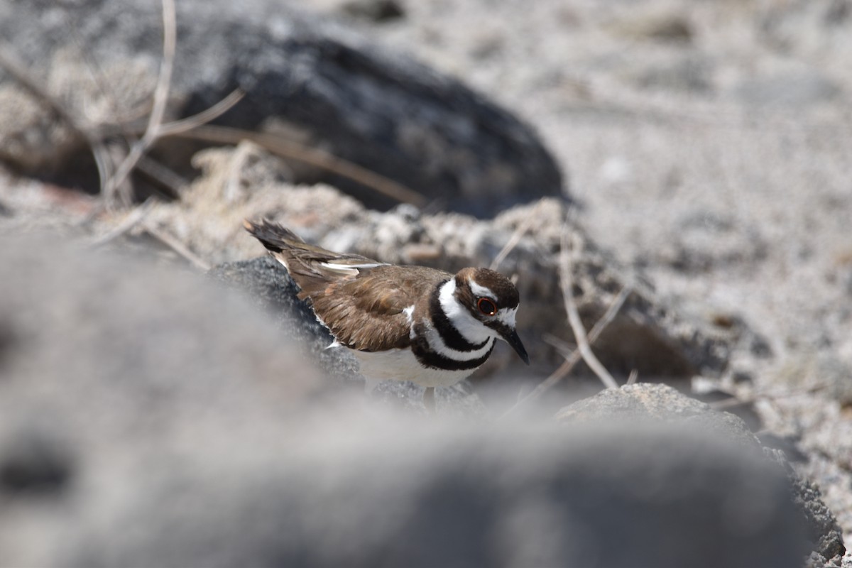 Killdeer - ML621579313