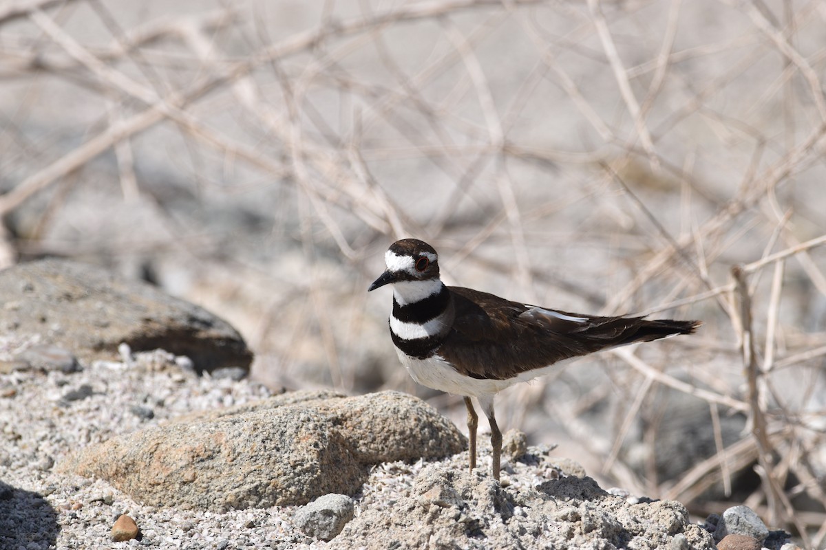 Killdeer - ML621579314