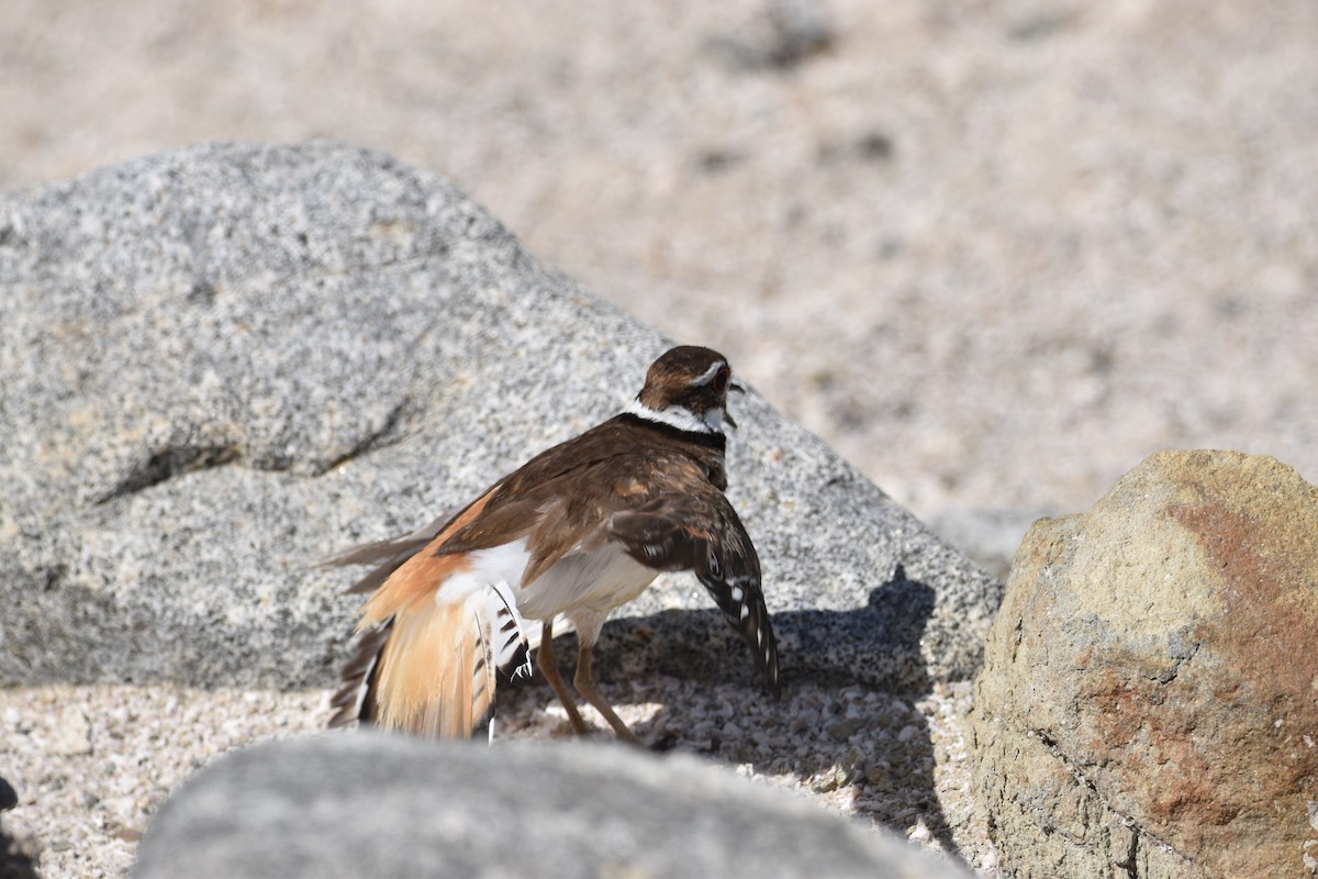 Killdeer - ML621579315