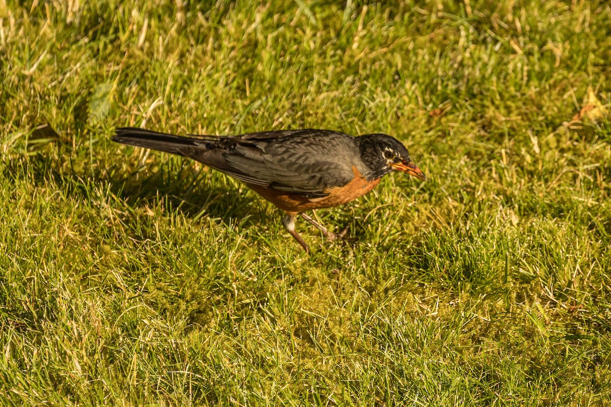 American Robin - ML621579323
