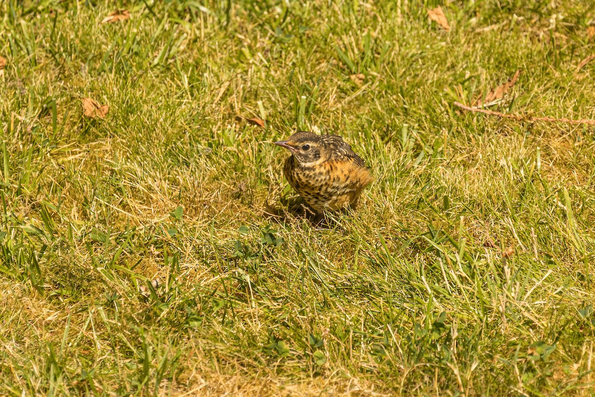 American Robin - ML621579324