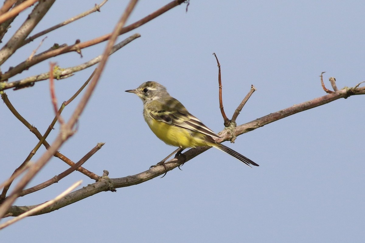 Өрнийн шар цэгцгий - ML621579344