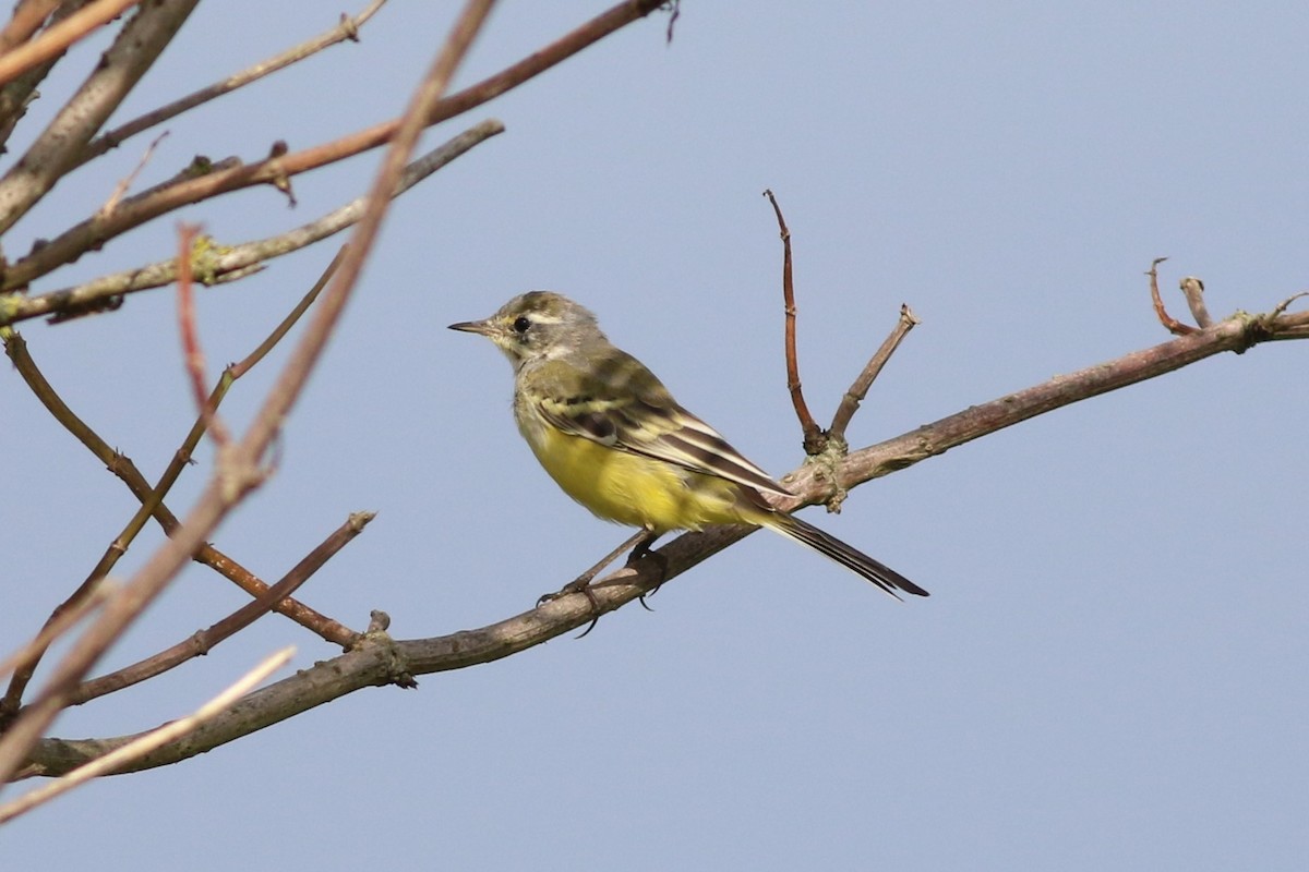 Western Yellow Wagtail - ML621579344