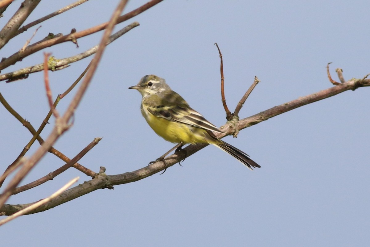 Өрнийн шар цэгцгий - ML621579348