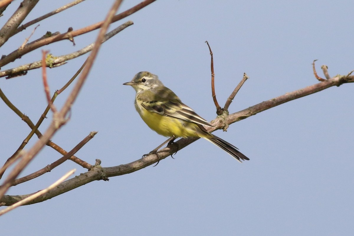 Western Yellow Wagtail - ML621579348