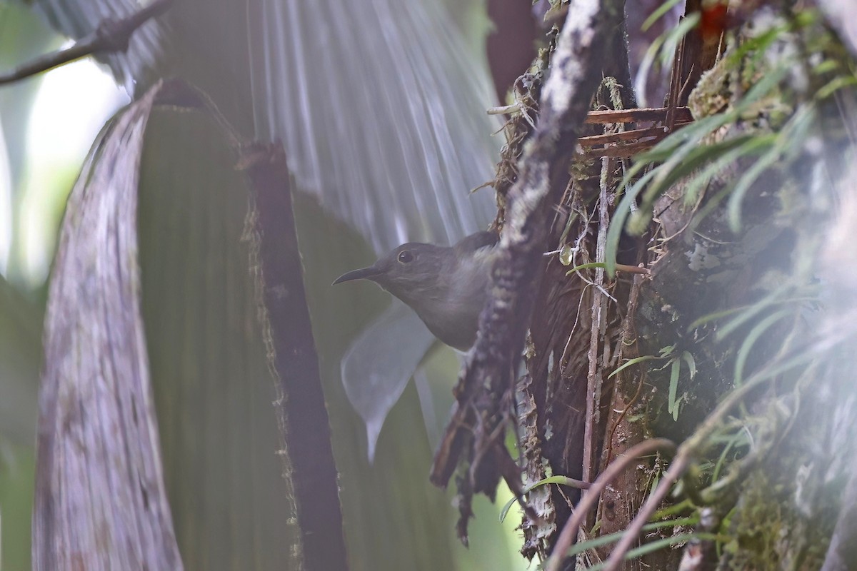 Spectacled Longbill - ML621579361