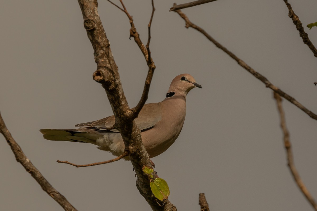 Vinaceous Dove - ML621579366