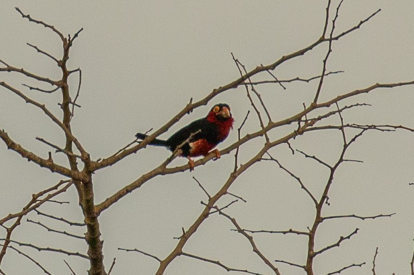 Bearded Barbet - ML621579384