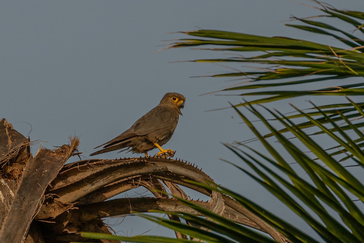Gray Kestrel - ML621579387
