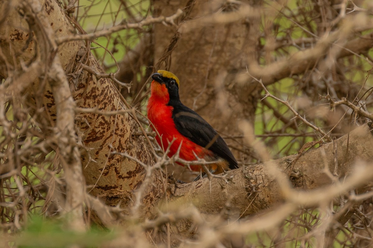 Yellow-crowned Gonolek - ML621579403