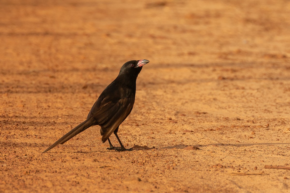 Piapiac - ML621579410