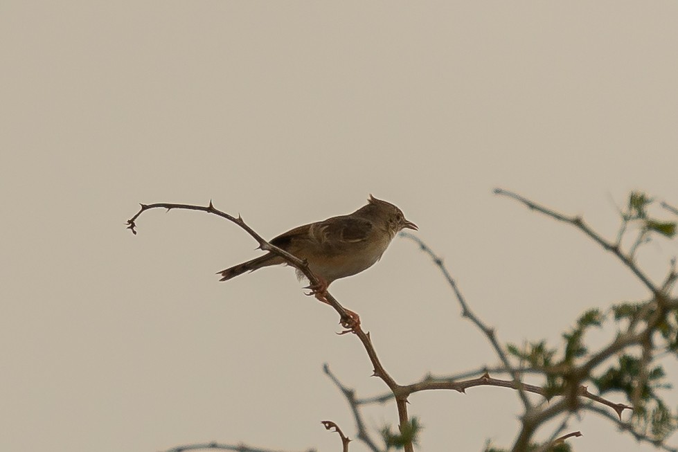 cisticola sp. - ML621579423