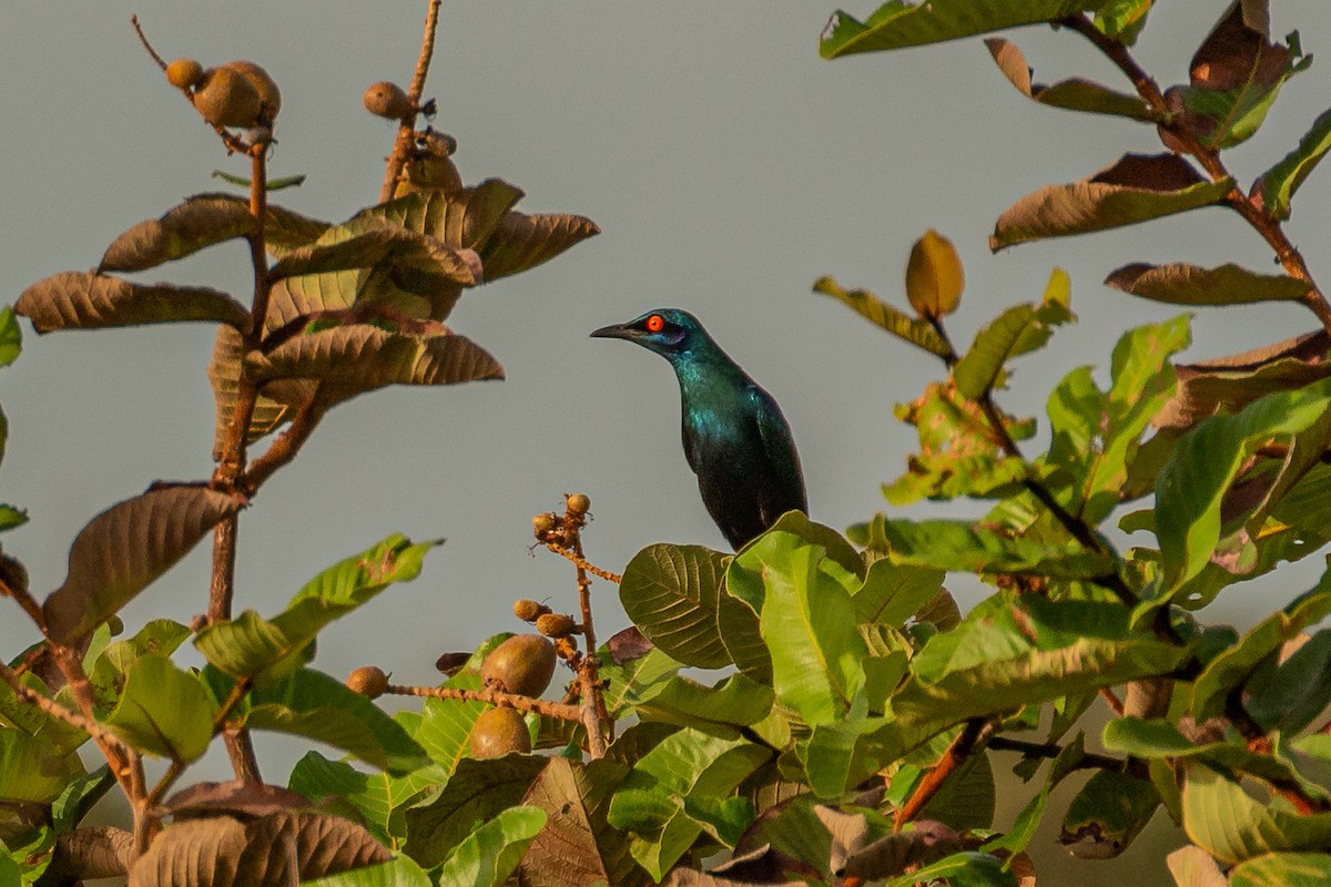 Bronze-tailed Starling - ML621579442