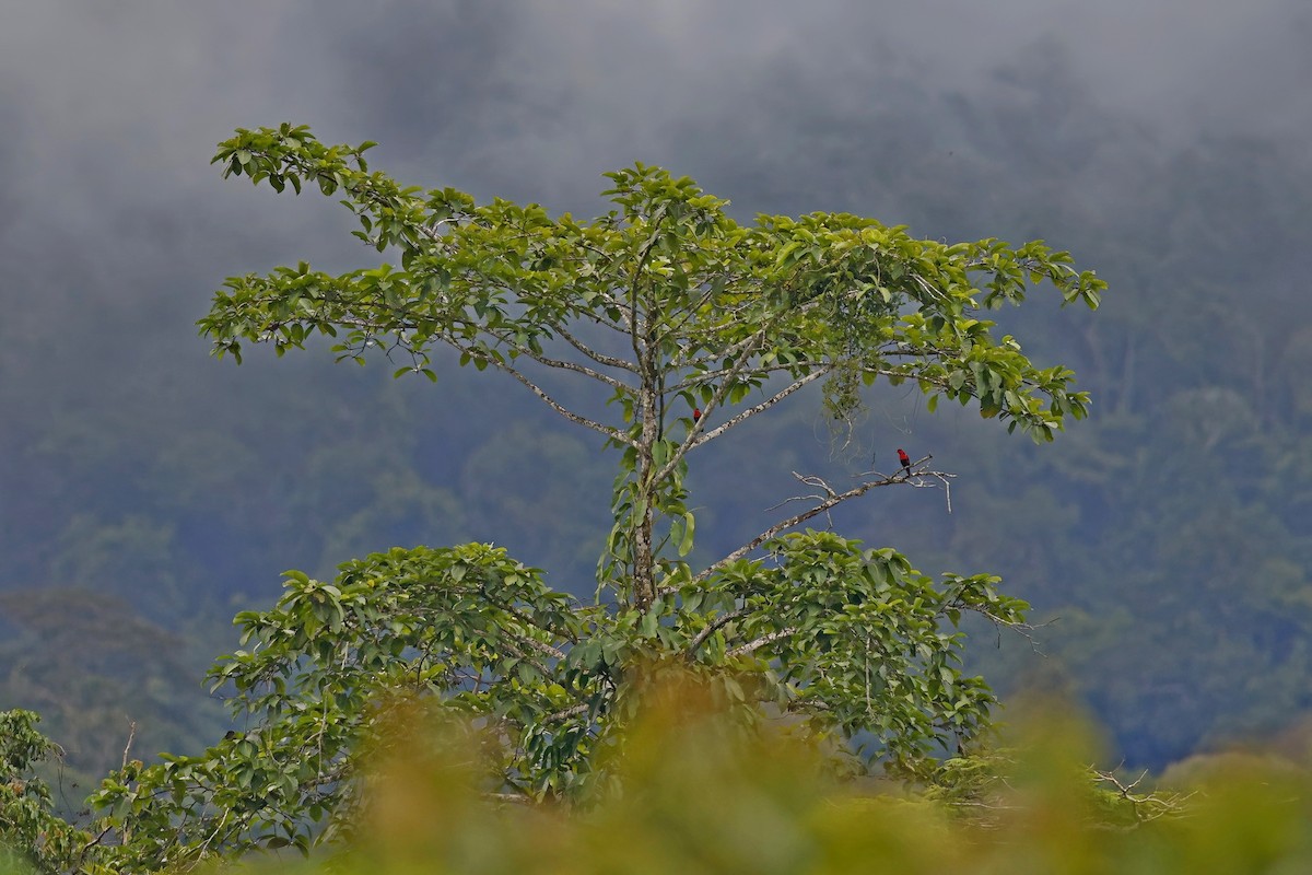 Black-capped Lory - ML621579496