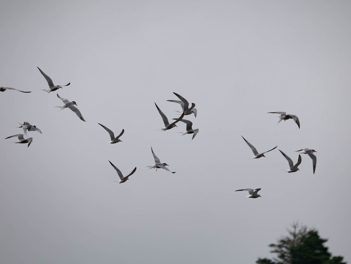 Common Tern - ML621579530