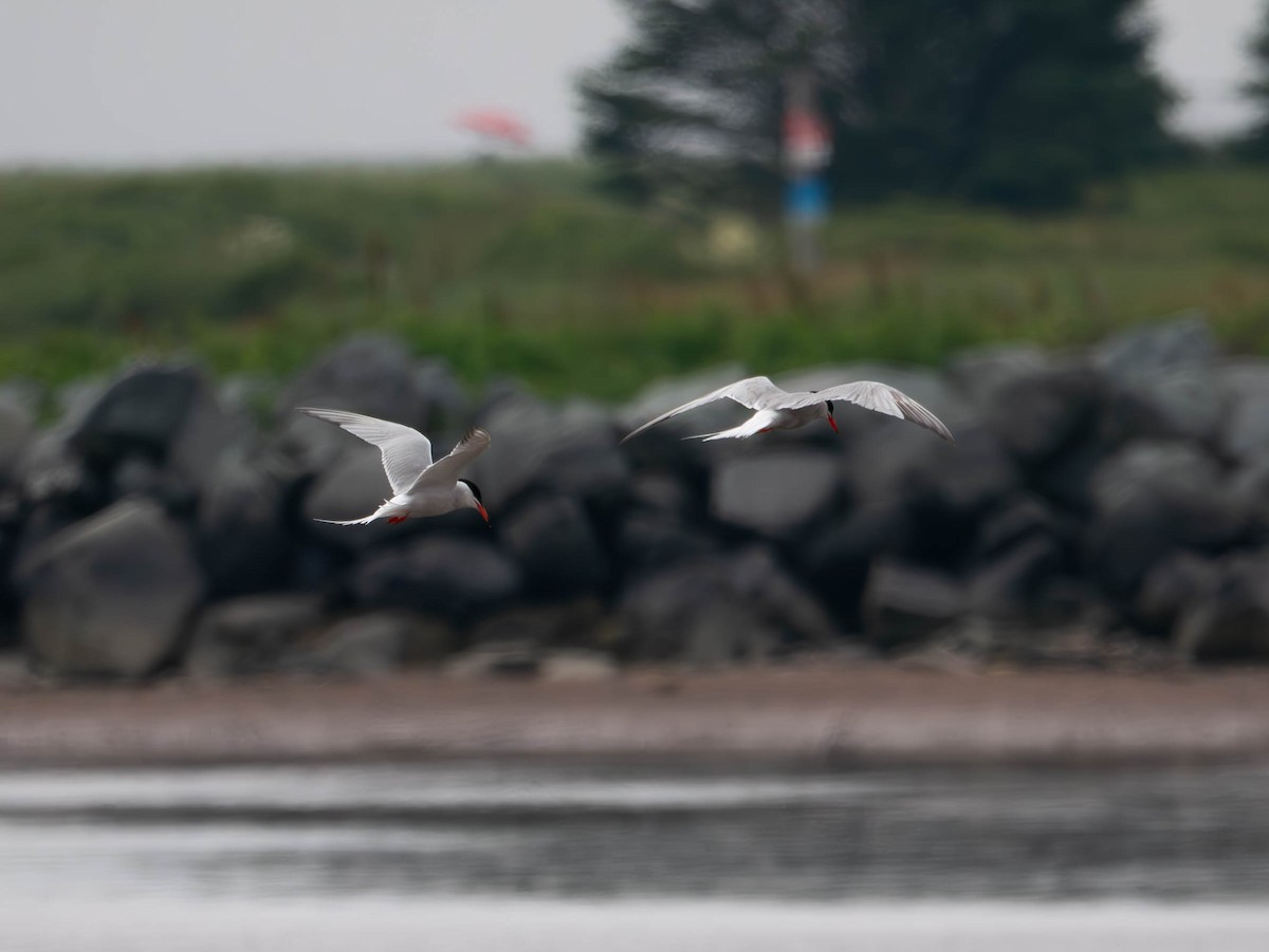 Common Tern - ML621579531