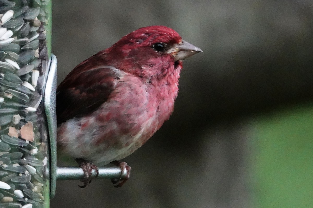 Purple Finch (Eastern) - ML621579569