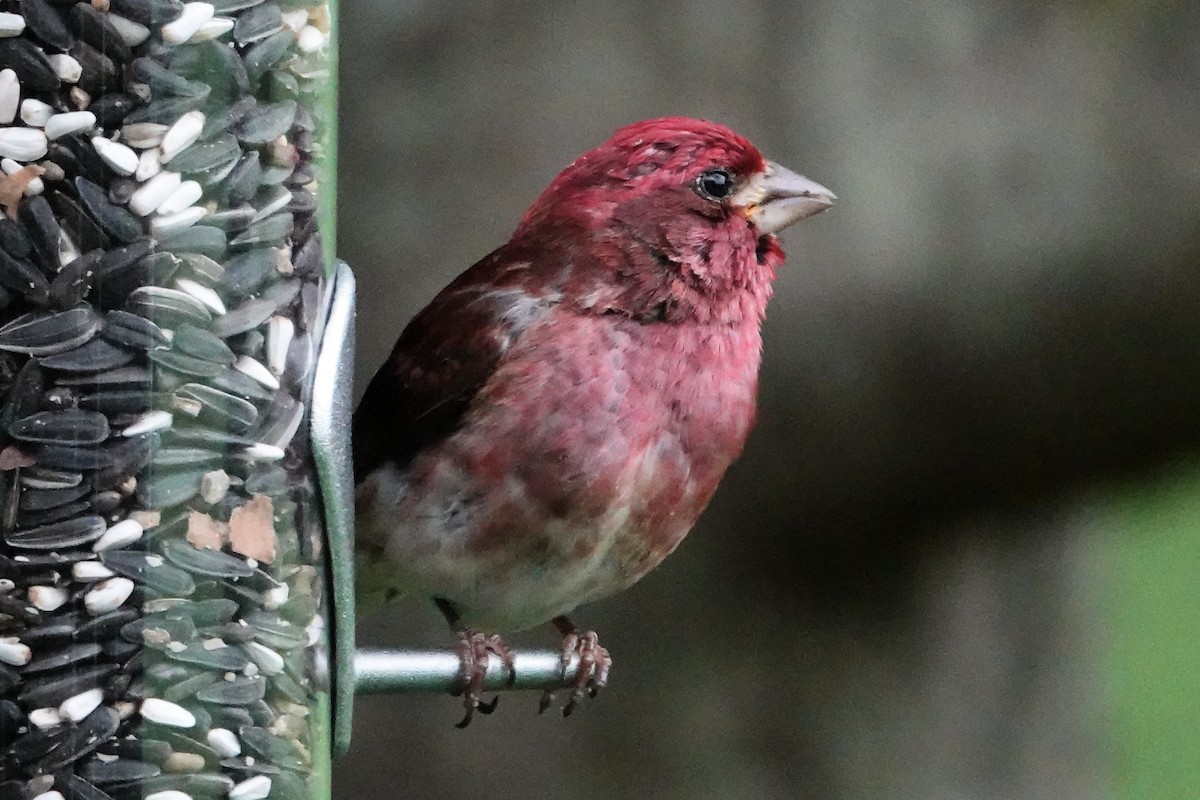 Purple Finch (Eastern) - ML621579576