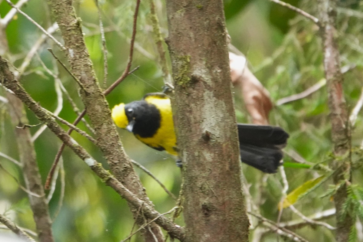 Sultan Tit (Yellow-crested) - ML621579585