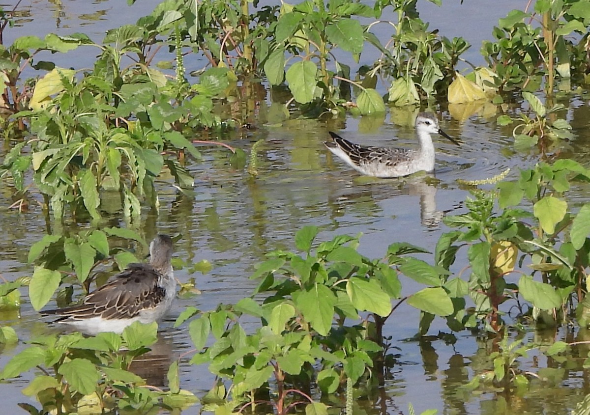 Wilson's Phalarope - ML621579599