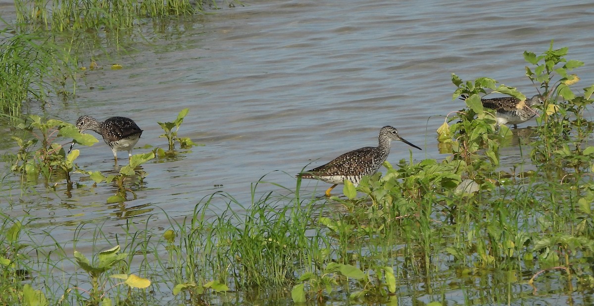 Greater Yellowlegs - ML621579606