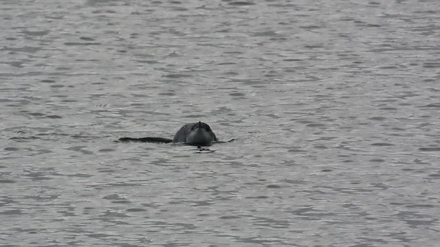 コビトペンギン - ML621579621