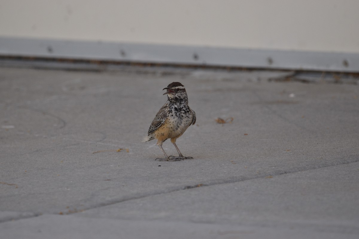 Cactus Wren - ML621579634