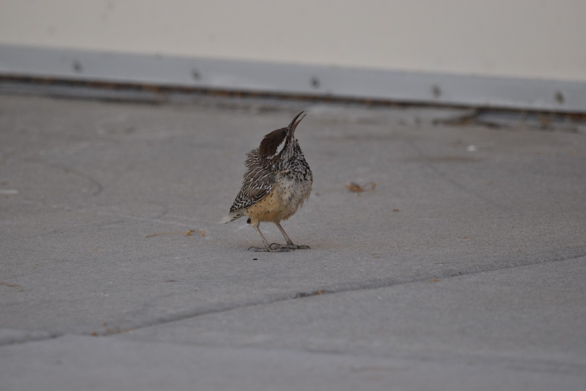 Cactus Wren - ML621579635