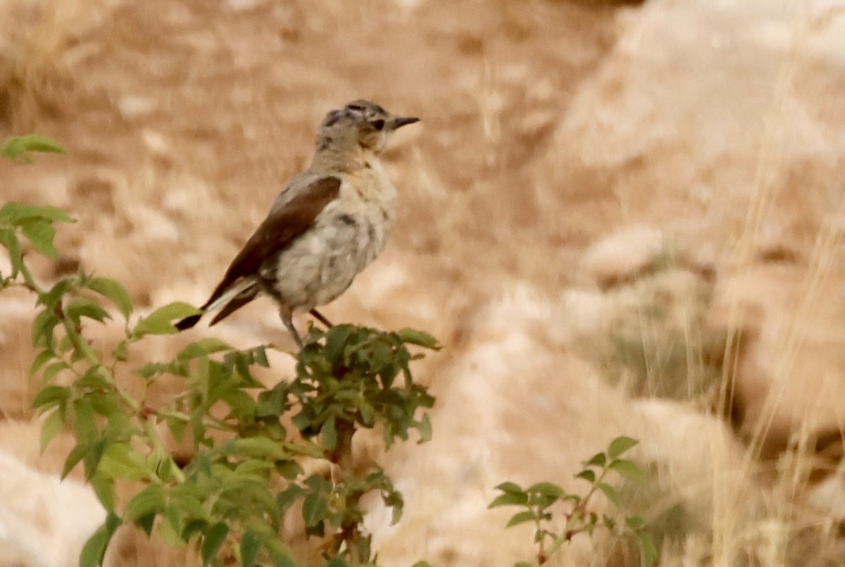 Northern Wheatear - Murat Polat