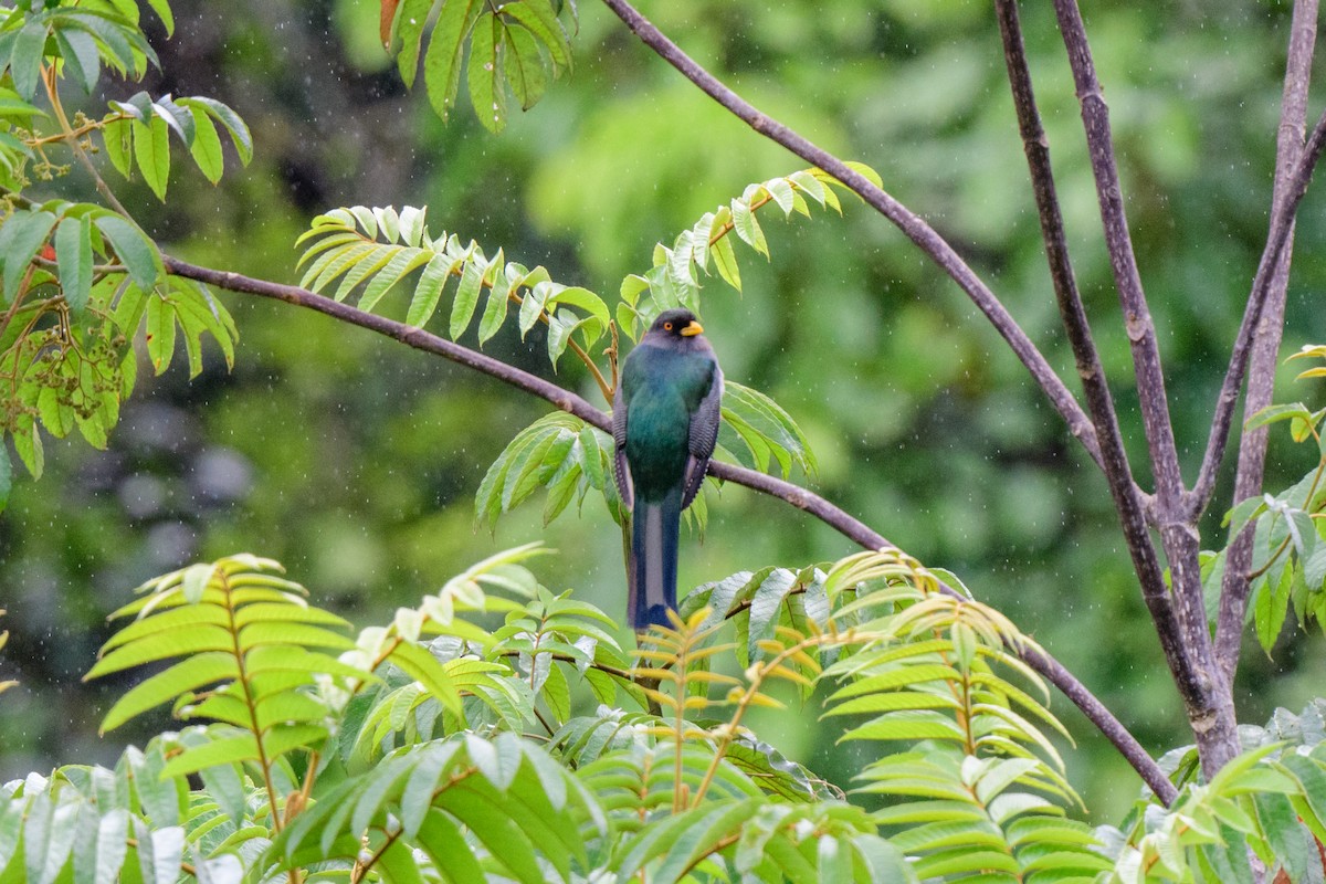 Hispaniolan Trogon - ML621579861