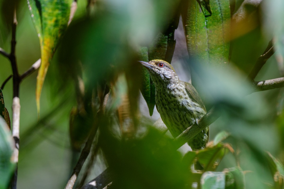 Antillean Piculet - ML621579890