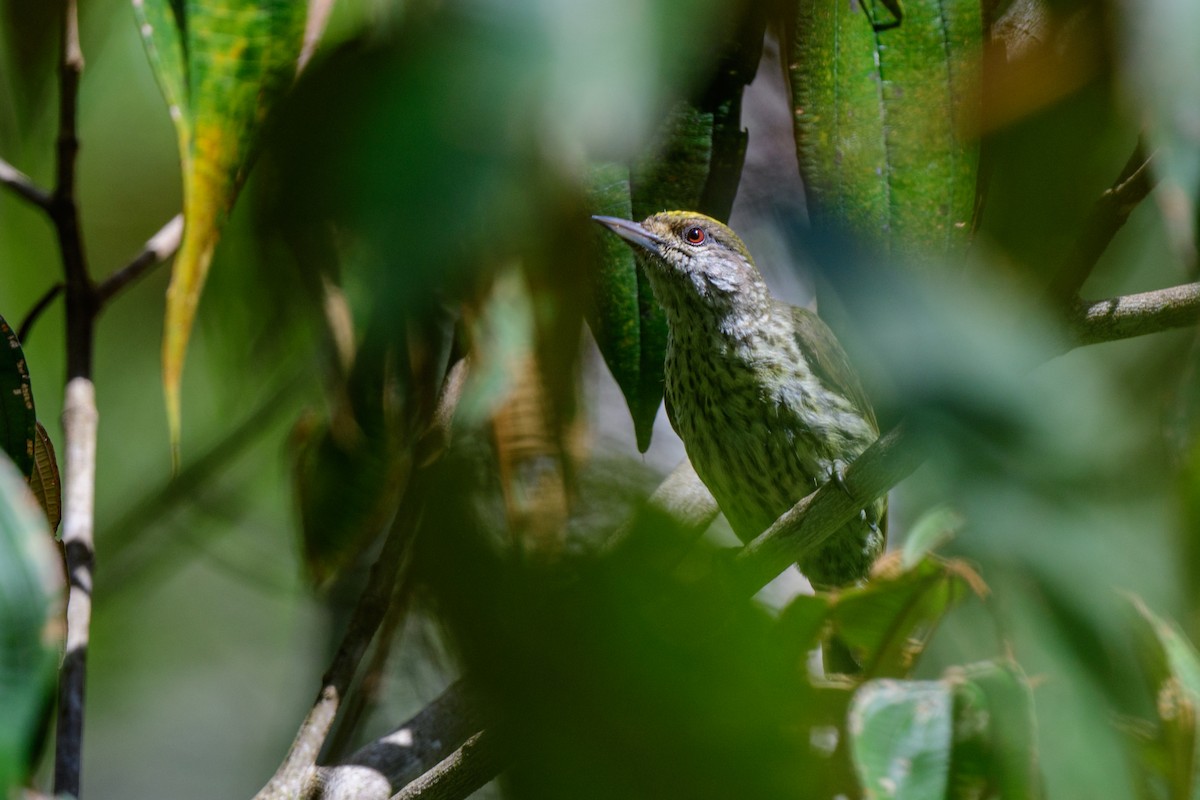 Antillean Piculet - ML621579891