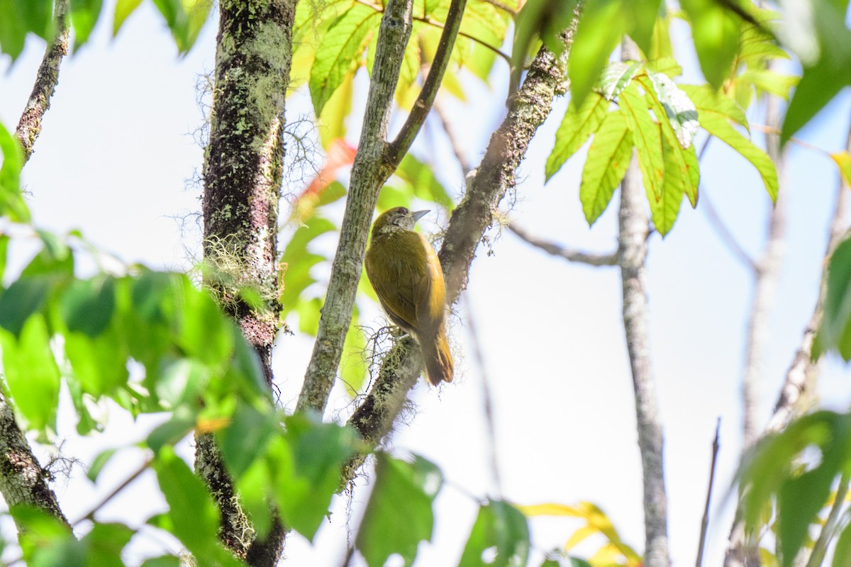 Antillean Piculet - ML621579892