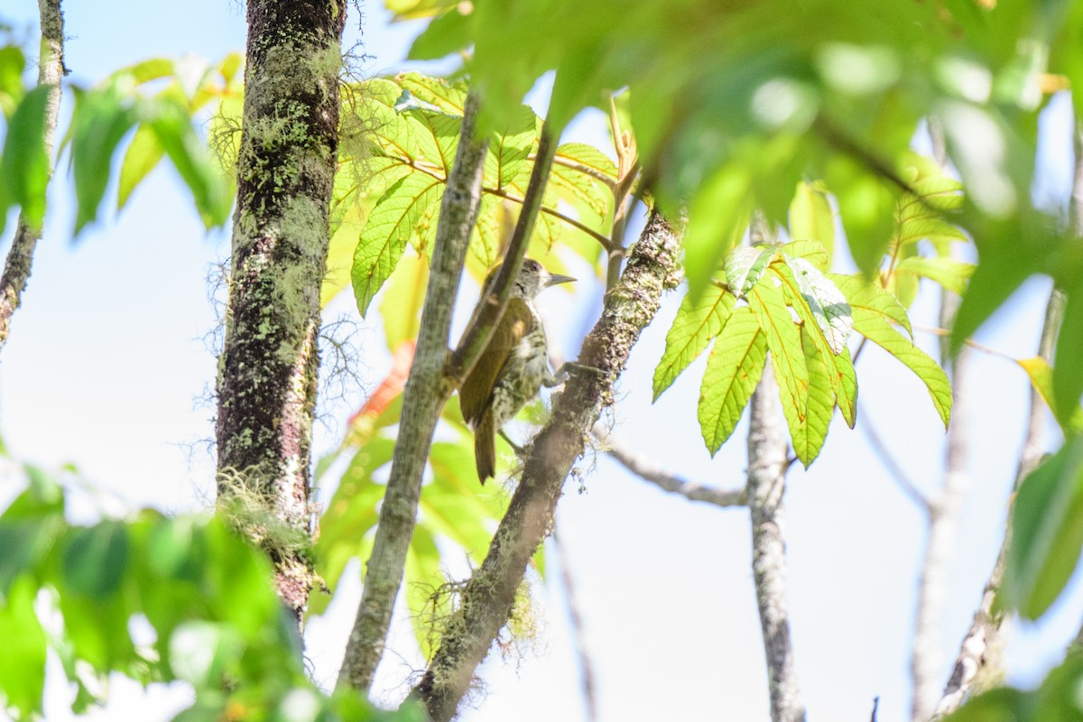 Antillean Piculet - ML621579893