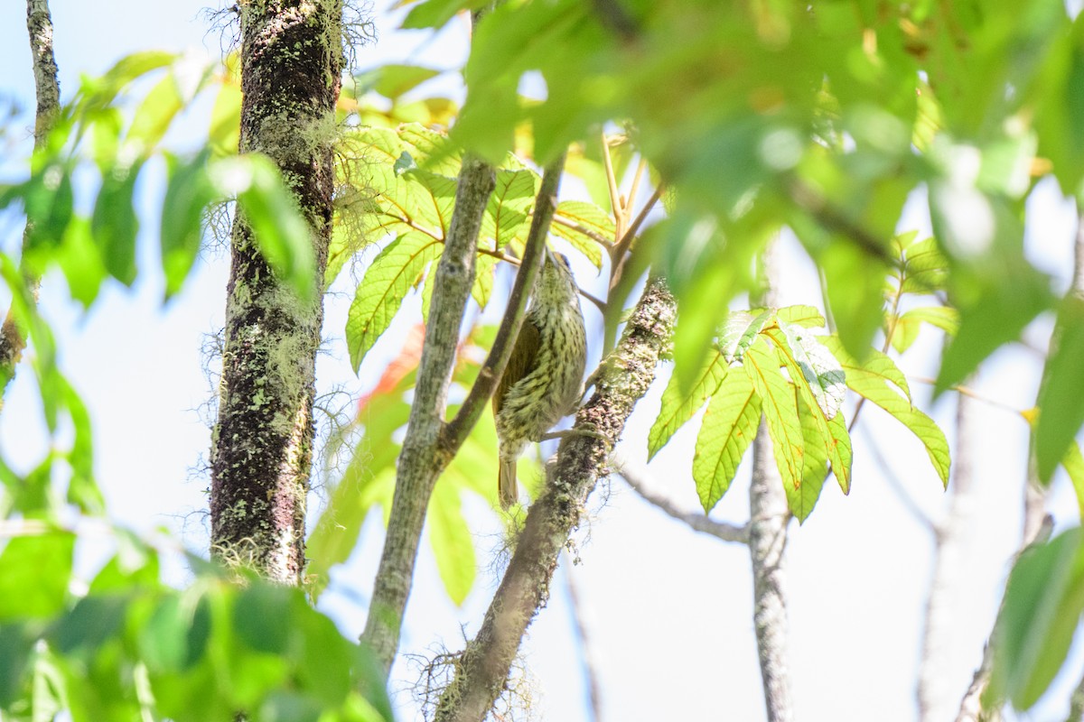 Antillean Piculet - ML621579894